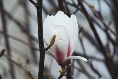 Close-up of white rose blooming outdoors