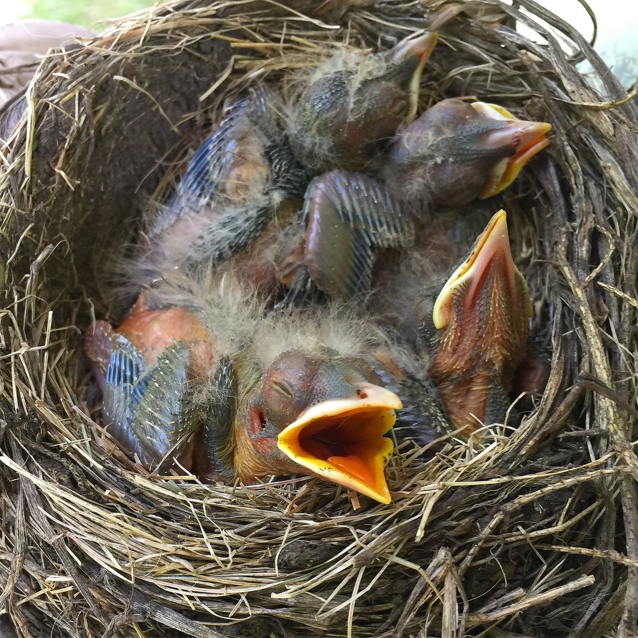 HIGH ANGLE VIEW OF BIRD IN NEST ON TREE