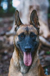 Belgian malinois looking straight at the camera