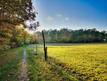 Trees growing on field against sky