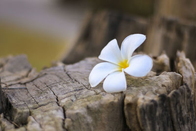 Close-up of white flowering plant