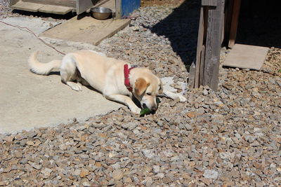 High angle view of a dog resting