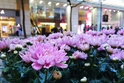 Close-up of pink flowers