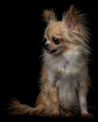 Dog looking away against black background