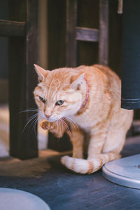 Close-up of a cat looking away