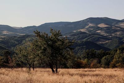 Scenic view of landscape against clear sky