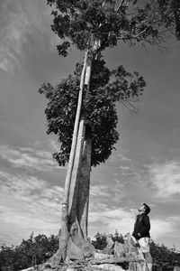 Low angle view of tree against the sky