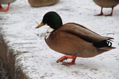 Close-up of a duck