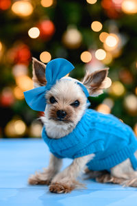 A small dog in a warm blue knitted sweater and a blue bow on his head. color bokeh