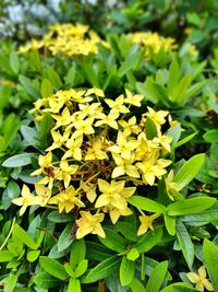 Close-up of insect on yellow flowers