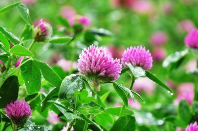 Close-up of pink flowering plant