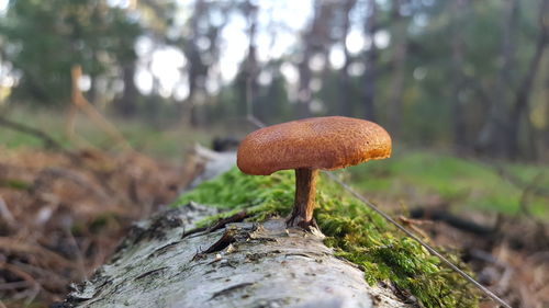 Close-up of mushroom growing on field