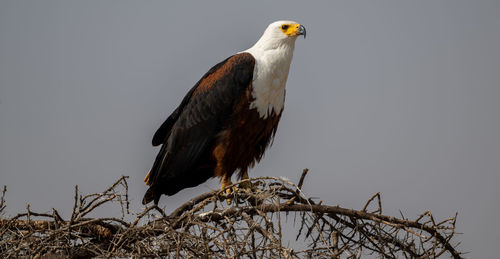 Low angle view of bird flying against clear sky