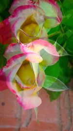 Close-up of pink flower