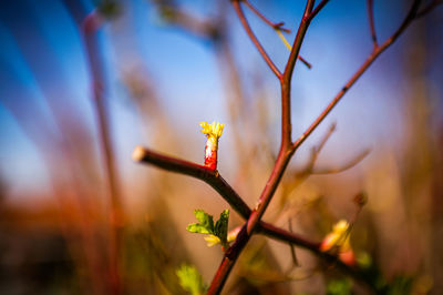 Close-up of flowering plant against sky