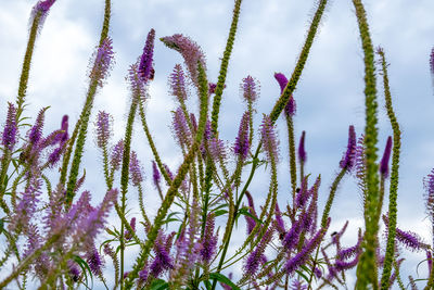 Close-up of veronica longifolia meadow medicinal plant. nature, environment concept. 