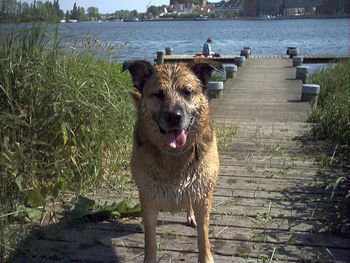 Close-up of dog