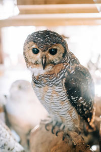 Close-up of owl perching