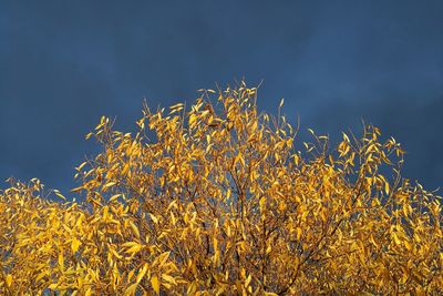 Low angle view of yellow flowers