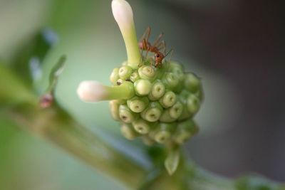 Close-up of berries on plant