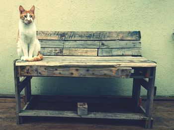 Portrait of cat sitting on wood