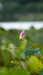 Close-up of pink lotus water lily