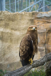 Close-up of eagle perching on wooden post in zoo