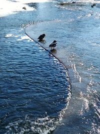 High angle view of birds swimming in sea