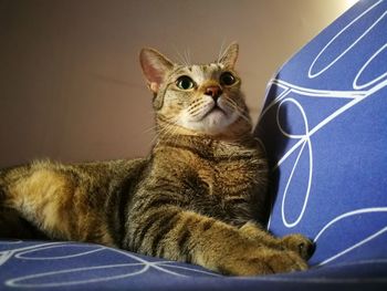 Close-up of a cat looking away