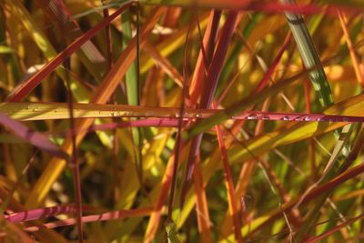 Close-up of wet grass in autumn