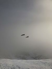 Bird flying over snow covered landscape