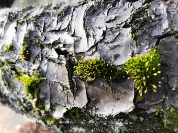 Close-up of tree