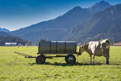 Cows grazing on field against mountain