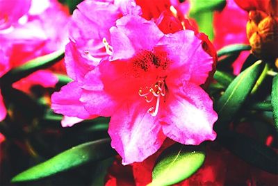 Close-up of pink flowers