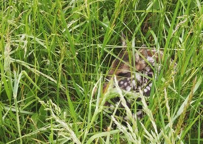 Close-up of lizard on field