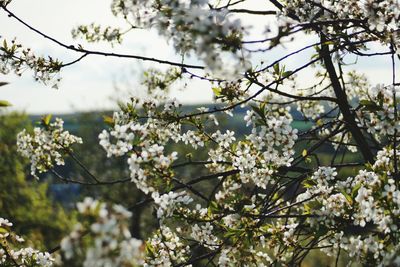 Low angle view of flower tree against sky