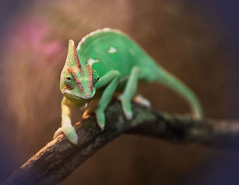 Veiled chameleon on tree branch