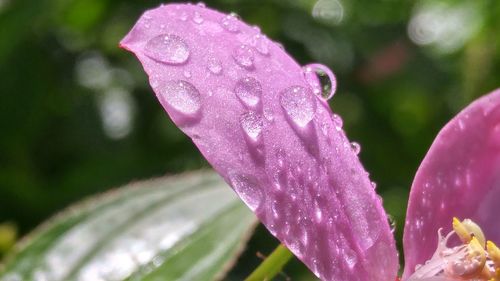 Close-up of raindrops on pink flower