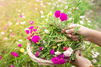 Close-up of hand holding purple flowering plants