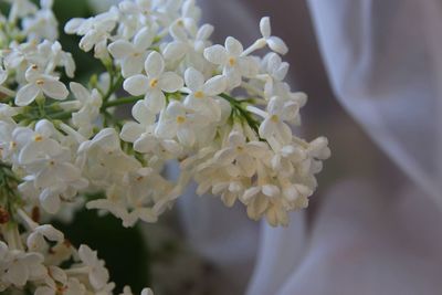 Close-up of white flowering plant