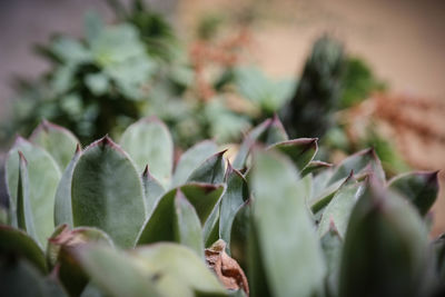 Close-up of fresh green plant