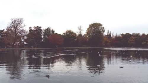 Reflection of trees in water