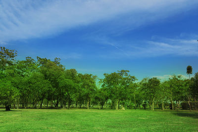 Trees growing on field against sky