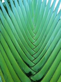 Full frame shot of palm leaf