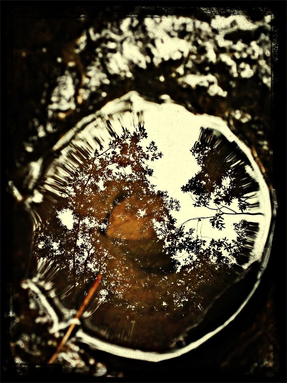 tree, transfer print, auto post production filter, close-up, branch, selective focus, glass - material, nature, transparent, no people, reflection, window, bare tree, day, tranquility, indoors, focus on foreground, water, part of