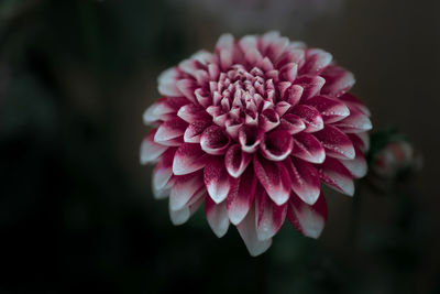 Close-up of two tone dahlia flower