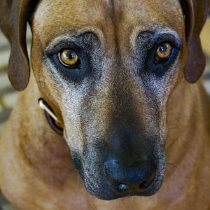 High angle portrait of dog relaxing at home