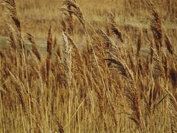 Close-up of wheat field