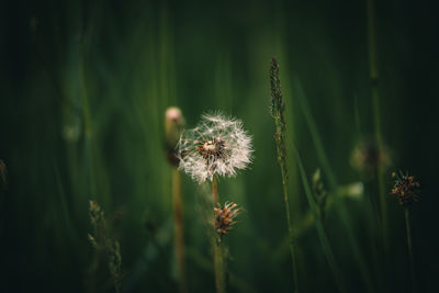 Close-up of dandelion flower