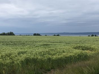 Scenic view of agricultural field against sky